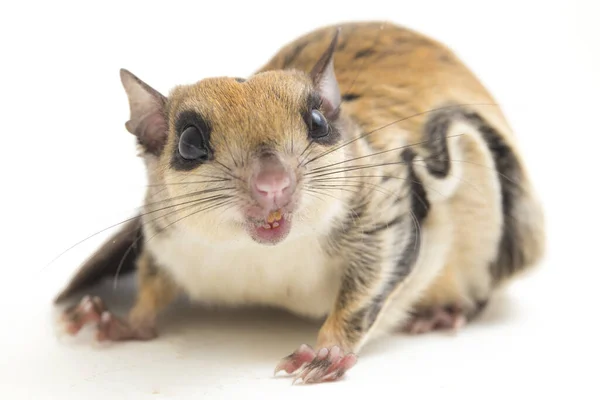 Den Javanesiska Flygekorren Iomys Horsfieldii Gnagare Familjen Sciuridae Den Finns — Stockfoto