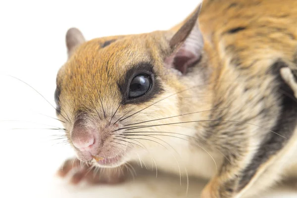 Iomys Horsfieldii Una Especie Roedor Familia Sciuridae Habita Indonesia Malasia —  Fotos de Stock