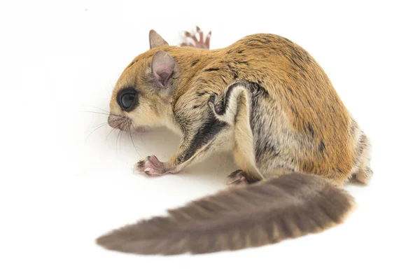 Javanese Flying Squirrel Iomys Horsfieldii Species Rodent Family Sciuridae Found — Stock Photo, Image