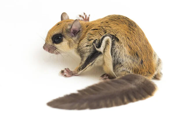 Java uçan sincabı (Iomys horsfieldii), Sciuridae familyasından bir kemirgen türüdür. Endonezya, Malezya ve Singapur 'da bulunur. Beyaz arkaplanda izole