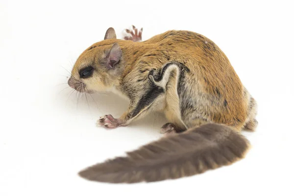 Javanese Flying Squirrel Iomys Horsfieldii Species Rodent Family Sciuridae Found — Stock Photo, Image