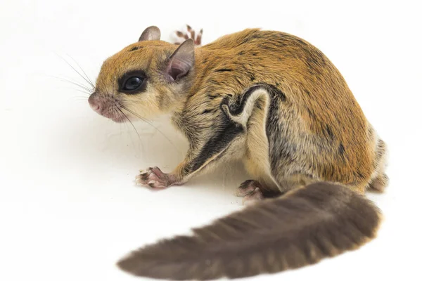 Javanese Flying Squirrel Iomys Horsfieldii Species Rodent Family Sciuridae Found — Stock Photo, Image