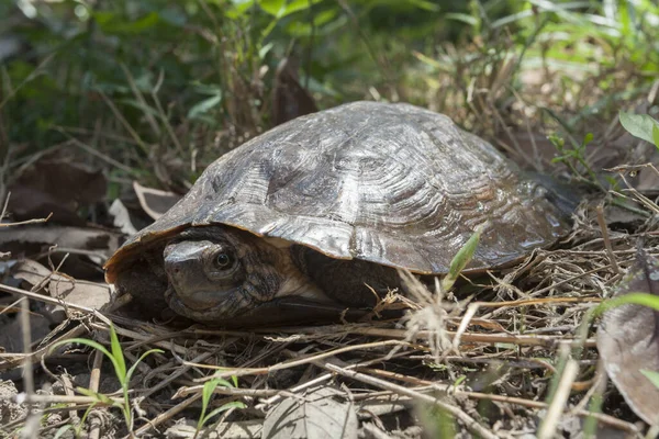 Asian Leafe Turtle Cyclemys Dentata Stock Image