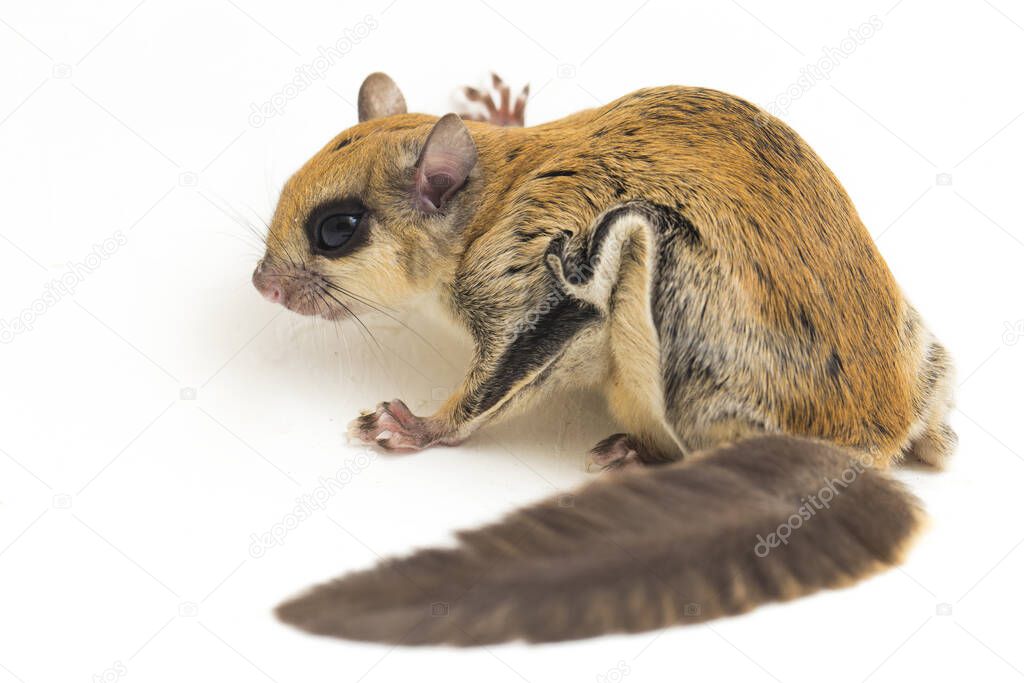 The Javanese flying squirrel (Iomys horsfieldii) is a species of rodent in the family Sciuridae. It is found in Indonesia, Malaysia, and Singapore. Isolated on white background