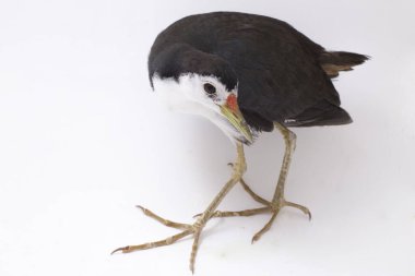 Beyaz göğüslü Waterhen (Amaurornis phoenicurus) beyaz arkaplanda izole edilmiş bir kuş