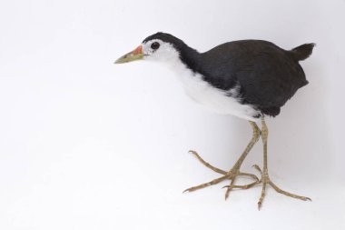 Beyaz göğüslü Waterhen (Amaurornis phoenicurus) beyaz arkaplanda izole edilmiş bir kuş