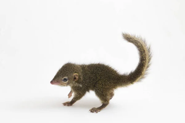 Treeshrew Horsfield Tupaia Javanica Juga Disebut Treeshrew Javan Adalah Spesies — Stok Foto