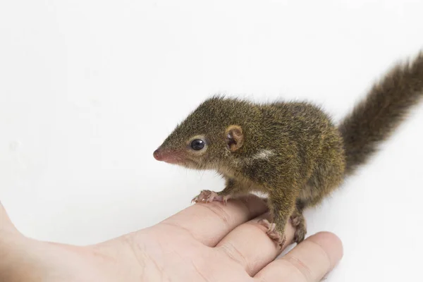 Tupaia Javanica Також Відома Javan Treeshrew Вид Тичинок Межах Tupaiidae — стокове фото