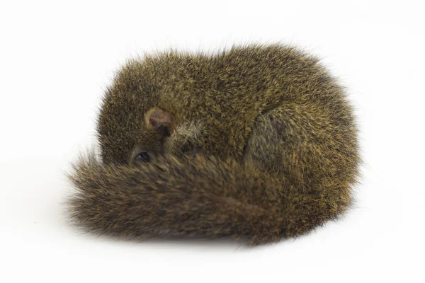 Horsfield Treeshrew Tupaia Javanica Also Called Javan Treeshrew Treeshrew Species — Stock Photo, Image