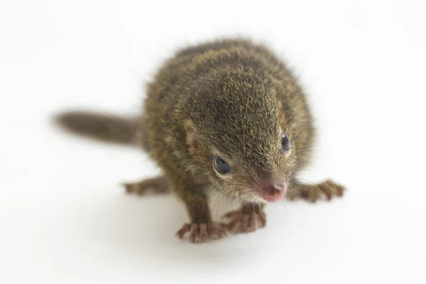 霍斯菲尔德树 Horsfield Treeshrew 缩写为Tupaia Javanica 也被称为Javan Treeshrew 是图帕伊达伊的一种树 在白色背景下隔离 — 图库照片