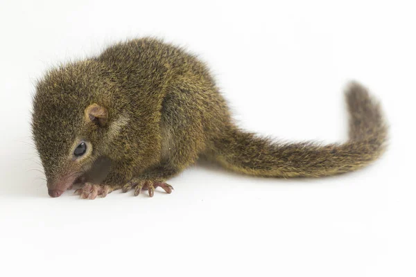 Treeshrew Του Horsfield Tupaia Javanica Γνωστό Και Javan Treeshrew Είναι — Φωτογραφία Αρχείου