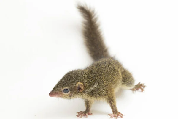 Tupaia Javanica Una Especie Musaraña Familia Tupaiidae Orden Los Tupaiidae — Foto de Stock