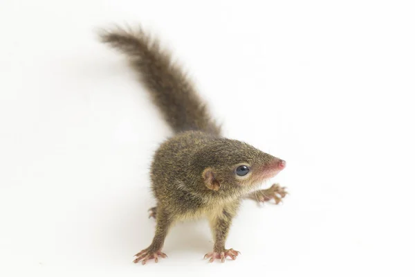 Horsfield Faeshrew Tupaia Javanica Más Néven Javan Treeshrew Egy Faeshrew — Stock Fotó