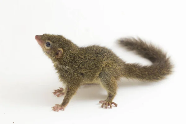 Tupaia Javanica Una Especie Musaraña Familia Tupaiidae Orden Los Tupaiidae — Foto de Stock