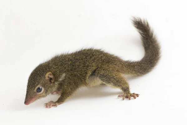 Horsfield Treeshrew Tupaia Javanica Also Called Javan Treeshrew Treeshrew Species — Stock Photo, Image