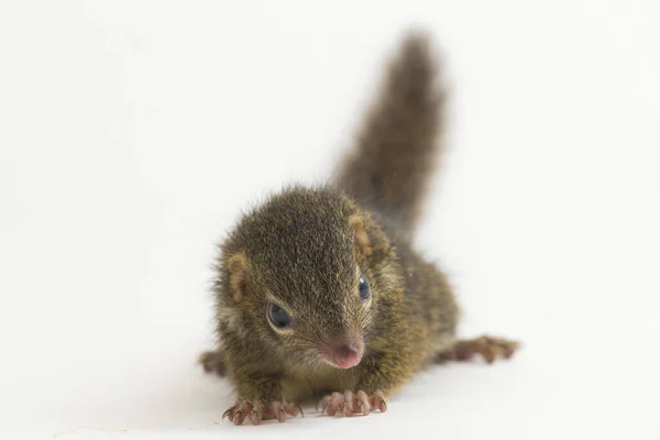 Tupaia Javanica Також Відома Javan Treeshrew Вид Тичинок Межах Tupaiidae — стокове фото