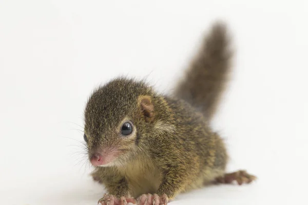 Horsfield Faeshrew Tupaia Javanica Más Néven Javan Treeshrew Egy Faeshrew — Stock Fotó