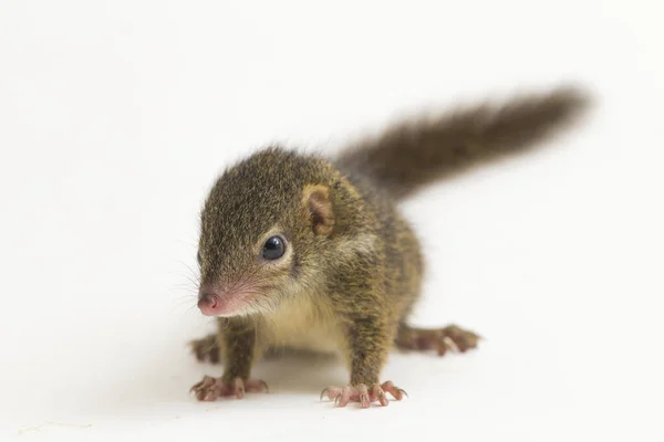 Horsfield Treeshrew Tupaia Javanica Also Called Javan Treeshrew Treeshrew Species — Stock Photo, Image