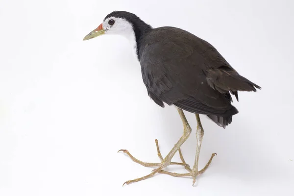 Oiseau Waterhen Poitrine Blanche Amaurornis Phoenicurus Isolé Sur Fond Blanc — Photo