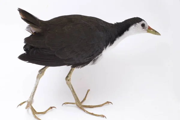 Oiseau Waterhen Poitrine Blanche Amaurornis Phoenicurus Isolé Sur Fond Blanc — Photo