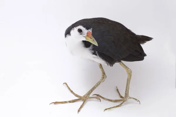 Oiseau Waterhen Poitrine Blanche Amaurornis Phoenicurus Isolé Sur Fond Blanc — Photo