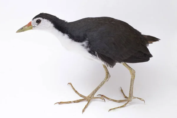 Oiseau Waterhen Poitrine Blanche Amaurornis Phoenicurus Isolé Sur Fond Blanc — Photo