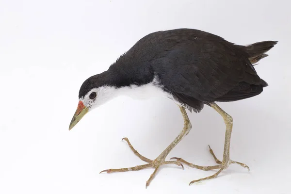 Vitbröstad Waterhen Amaurornis Phoenicurus Fågel Isolerad Vit Bakgrund — Stockfoto