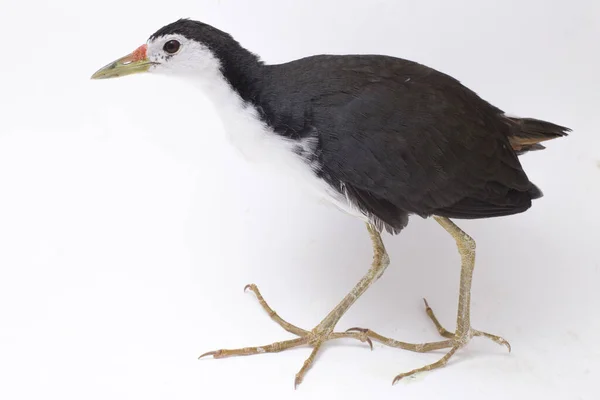 Oiseau Waterhen Poitrine Blanche Amaurornis Phoenicurus Isolé Sur Fond Blanc — Photo