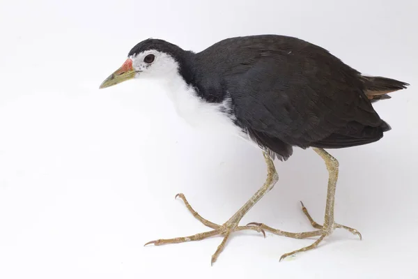 Oiseau Waterhen Poitrine Blanche Amaurornis Phoenicurus Isolé Sur Fond Blanc — Photo