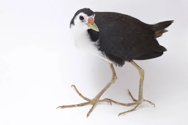 Oiseau Waterhen Poitrine Blanche Amaurornis Phoenicurus Isolé Sur Fond Blanc — Photo