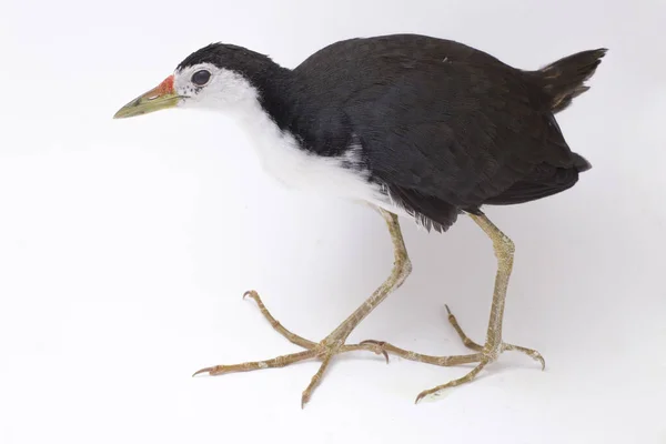 Oiseau Waterhen Poitrine Blanche Amaurornis Phoenicurus Isolé Sur Fond Blanc — Photo