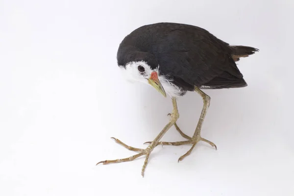 Oiseau Waterhen Poitrine Blanche Amaurornis Phoenicurus Isolé Sur Fond Blanc — Photo