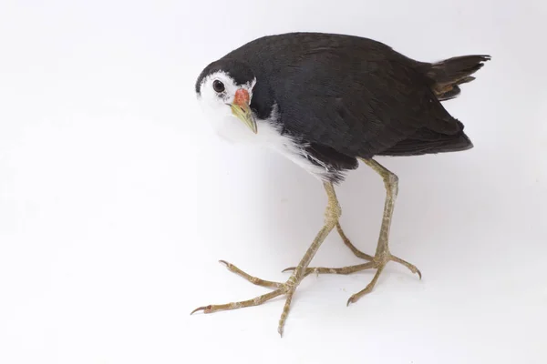 Oiseau Waterhen Poitrine Blanche Amaurornis Phoenicurus Isolé Sur Fond Blanc — Photo