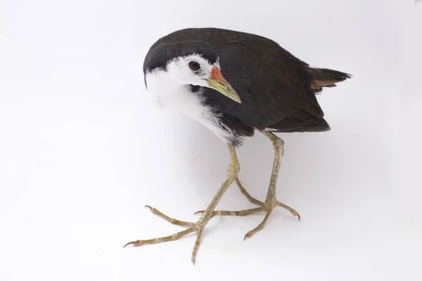 Oiseau Waterhen Poitrine Blanche Amaurornis Phoenicurus Isolé Sur Fond Blanc — Photo