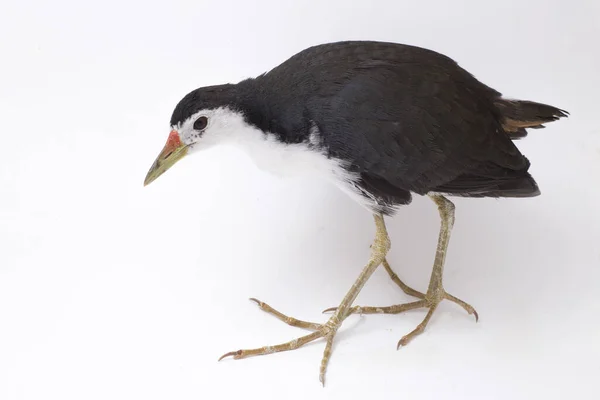 Oiseau Waterhen Poitrine Blanche Amaurornis Phoenicurus Isolé Sur Fond Blanc — Photo