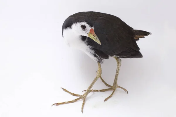 Oiseau Waterhen Poitrine Blanche Amaurornis Phoenicurus Isolé Sur Fond Blanc — Photo