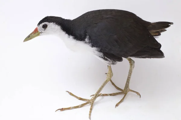 Oiseau Waterhen Poitrine Blanche Amaurornis Phoenicurus Isolé Sur Fond Blanc — Photo