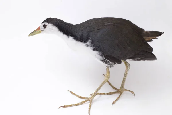 Oiseau Waterhen Poitrine Blanche Amaurornis Phoenicurus Isolé Sur Fond Blanc — Photo