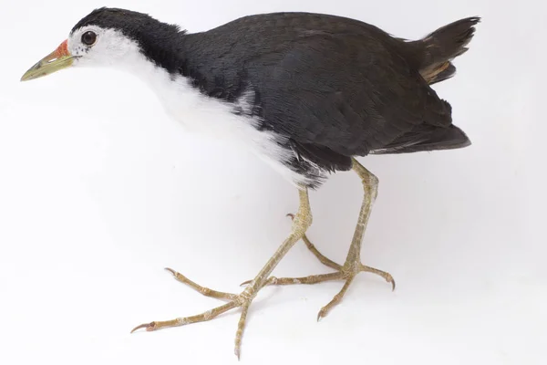 Oiseau Waterhen Poitrine Blanche Amaurornis Phoenicurus Isolé Sur Fond Blanc — Photo