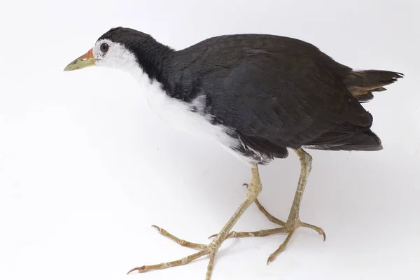 Oiseau Waterhen Poitrine Blanche Amaurornis Phoenicurus Isolé Sur Fond Blanc — Photo