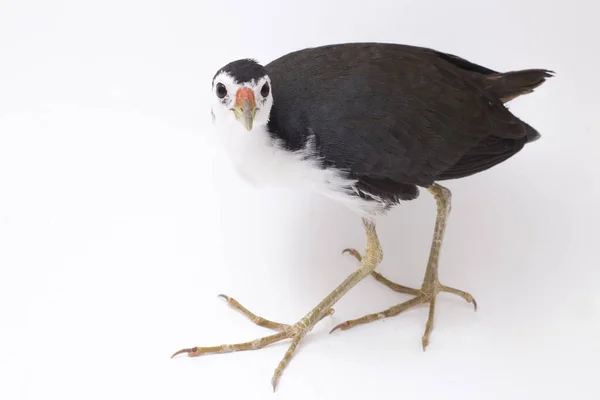 Oiseau Waterhen Poitrine Blanche Amaurornis Phoenicurus Isolé Sur Fond Blanc — Photo