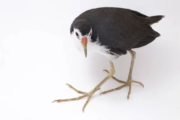 Oiseau Waterhen Poitrine Blanche Amaurornis Phoenicurus Isolé Sur Fond Blanc — Photo