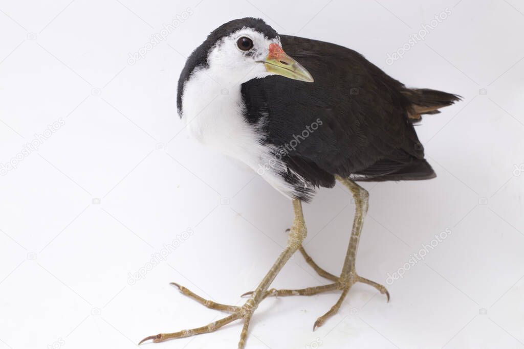 White-breasted Waterhen (Amaurornis phoenicurus) bird isolated on white background