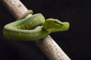 Wagler 'in çukur engereği (Tropidolaemus wagleri) siyah arka planda izole edilmiş ağaç dalında