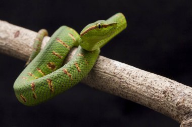 Wagler 'in çukur engereği (Tropidolaemus wagleri) siyah arka planda izole edilmiş ağaç dalında