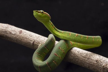 Wagler 'in çukur engereği (Tropidolaemus wagleri) siyah arka planda izole edilmiş ağaç dalında