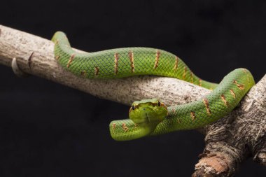 Wagler 'in çukur engereği (Tropidolaemus wagleri) siyah arka planda izole edilmiş ağaç dalında