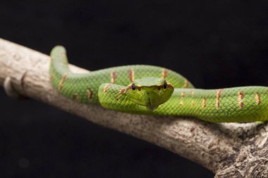 Wagler 'in çukur engereği (Tropidolaemus wagleri) siyah arka planda izole edilmiş ağaç dalında