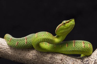 Wagler 'in çukur engereği (Tropidolaemus wagleri) siyah arka planda izole edilmiş ağaç dalında
