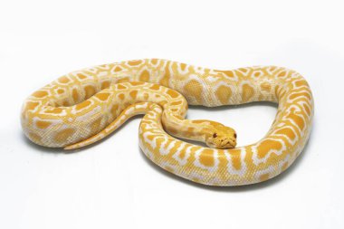 Albino Birmanya Pythonu (Python molurus bivittatus) beyaz arkaplanda izole edildi